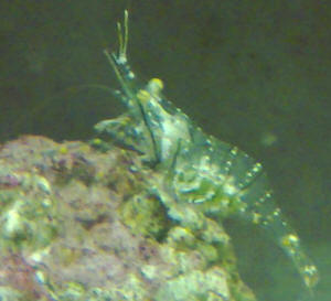 Marine clearance feeder shrimp